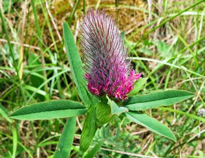 Trifolium rubens (Trèfle rougeâtre, Trèfle pourpre)
