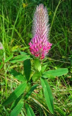 Trifolium rubens (Trèfle rougeâtre, Trèfle pourpre)