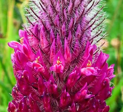 Trifolium rubens (Trèfle rougeâtre, Trèfle pourpre)