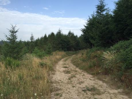 Chemins d'été dans le Forez