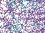 CERVEAU: réseau était presque parfait Nature Communications