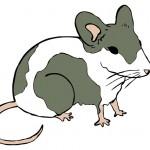 illustration de souris