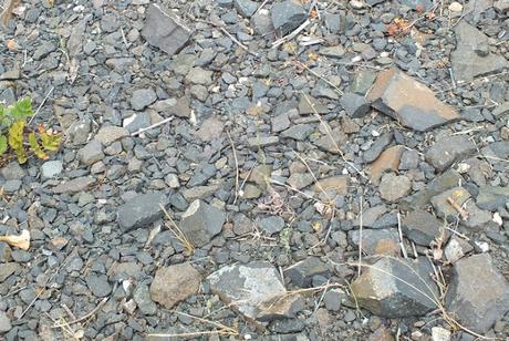 Thierry Renard, résistant naturel