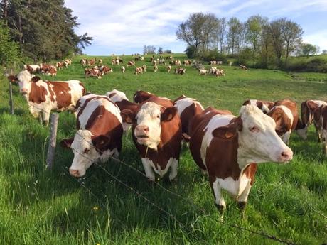 Milles vaches (et une bière pour la dent)