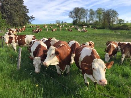 Milles vaches (et une bière pour la dent)
