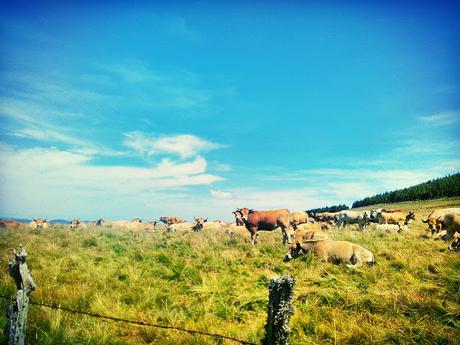 Traversée des Puys et Sancy : ça continue!