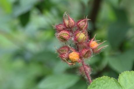 Rubus phoenicolasius