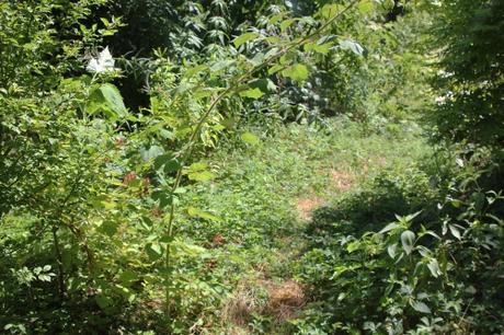 Rubus phoenicolasius