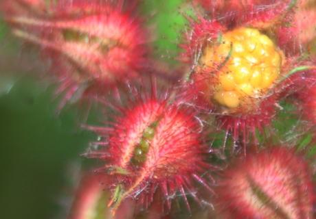 Rubus phoenicolasius