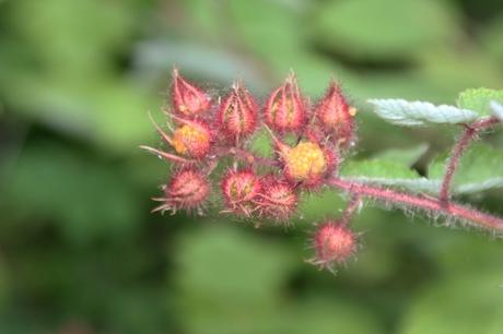 Rubus phoenicolasius