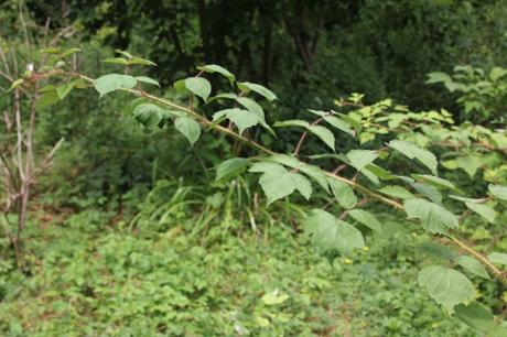 Rubus phoenicolasius