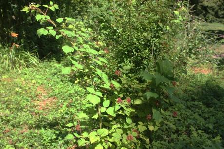 Rubus phoenicolasius