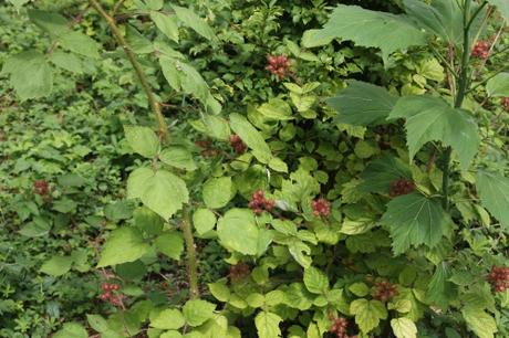 Rubus phoenicolasius