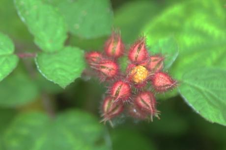 Rubus phoenicolasius