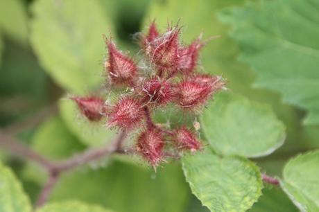 Rubus phoenicolasius