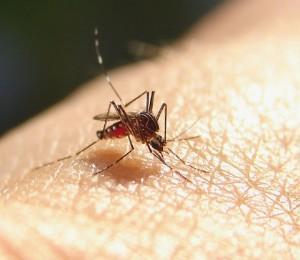anti moustiques naturel