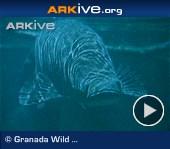 ARKive video - Arapaima - overview
