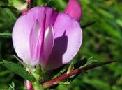 Arrête bœuf, Bugrane épineuse (Ononis spinosa subsp. Spinosa)