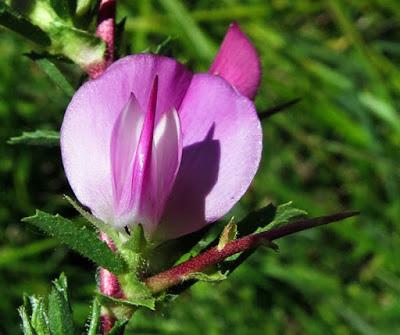 Arrête bœuf, Bugrane épineuse (Ononis spinosa subsp. Spinosa)