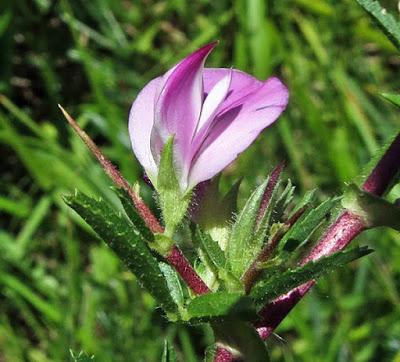 Arrête bœuf, Bugrane épineuse (Ononis spinosa subsp. Spinosa)