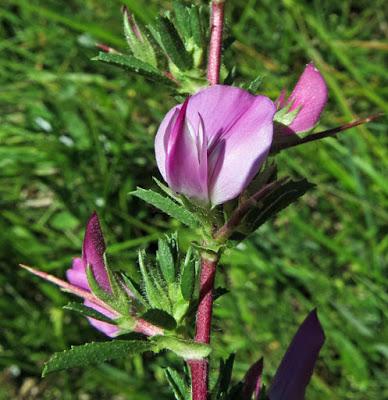 Arrête bœuf, Bugrane épineuse (Ononis spinosa subsp. Spinosa)