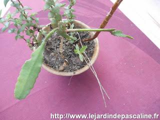 Plantes oubliées...