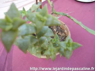 Plantes oubliées...