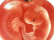 L’Europe autorise France possibilité opposer