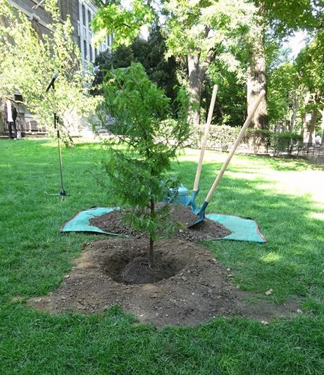 Un arbre mexicain au Jardin des Plantes pour la visite d'État du Président mexicain en France