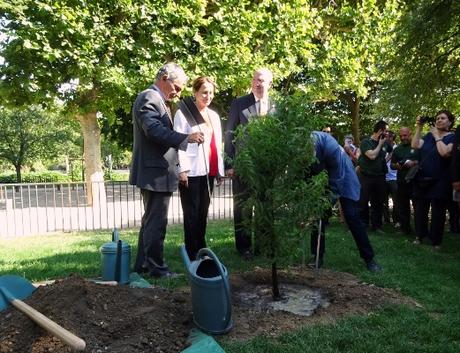 Un arbre mexicain au Jardin des Plantes pour la visite d'État du Président mexicain en France