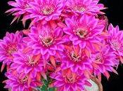 Echinopsis cactus Greg