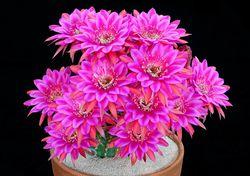 Echinopsis cactus 02