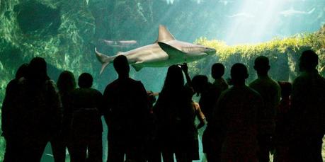L'Aquarium de La Rochelle plébiscité par le site Trip Advisor