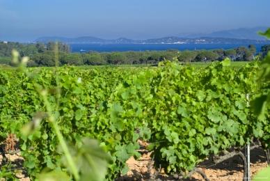 Domaine de la Courtade : Côtes de Provence - Porquerolles - Cuvée l'Alycastre - Rosé 2013