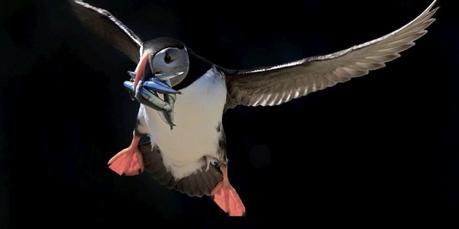 Environnement : 70% des oiseaux marins ont disparu en seulement 60 ans