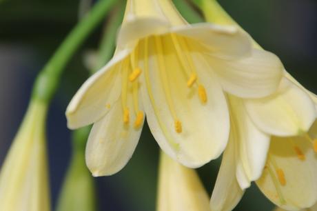 Le clivia jaune