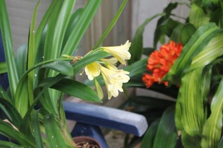 Le clivia jaune