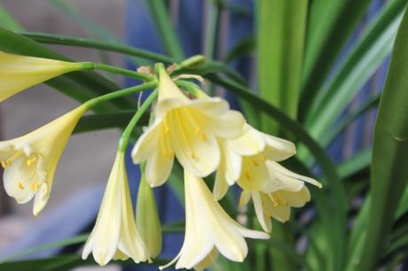 Le clivia jaune
