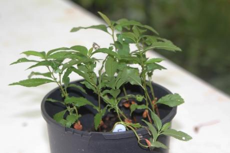 Chaenomeles cathayensis