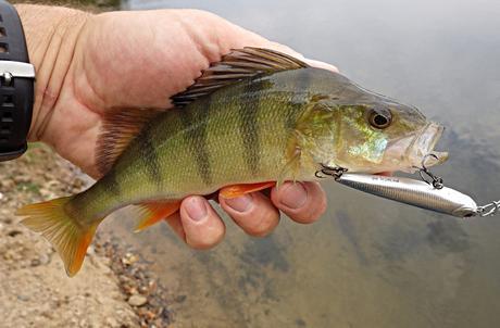 Sortie matinale en Loire Sortie matinale en Loire