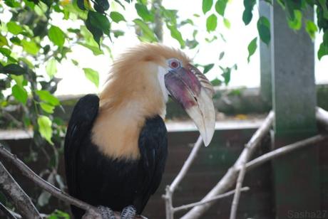 (1) Le mâle calao papoue.