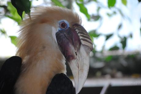 (2) Le mâle calao papoue.
