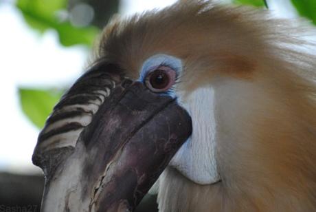(7) Le mâle calao papoue.