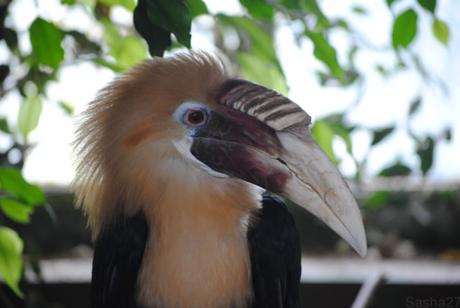 (4) Le mâle calao papoue.