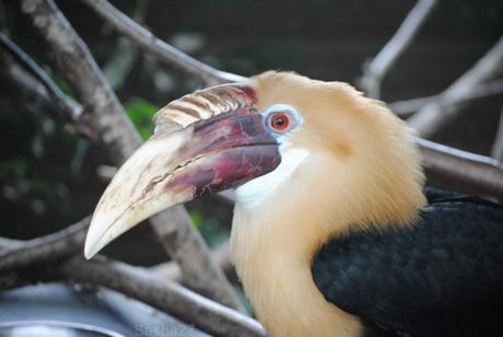(12) Le mâle calao papoue.