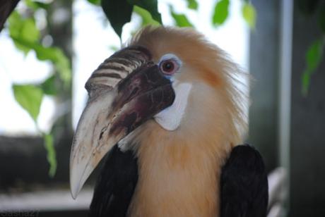(6) Le mâle calao papoue.