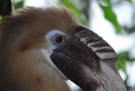 (3) Le mâle calao papoue.
