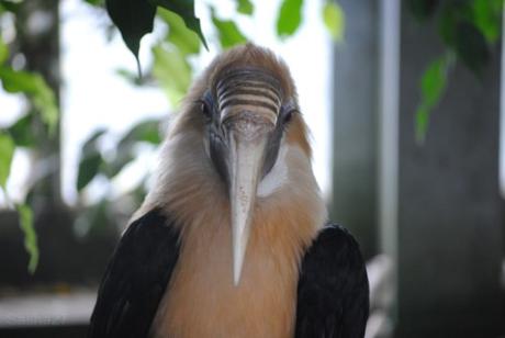 (5) Le mâle calao papoue.
