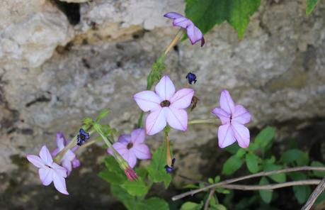 Un feu d'artifice de fleurs à Giverny