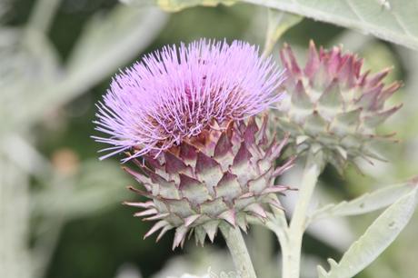 La beauté de Cynara cardunculus